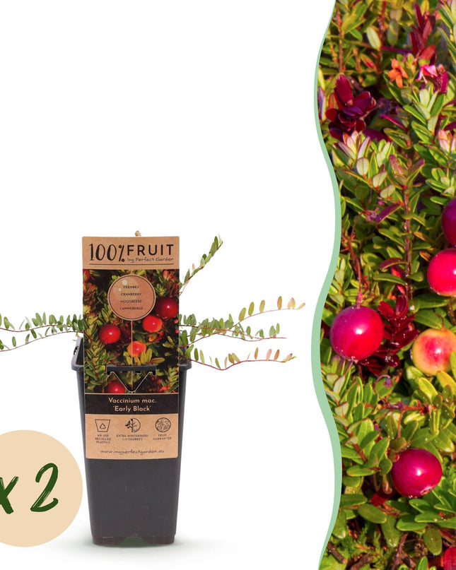 Cranberry - Vaccinium mac. Early Black - Winterhart - Blaubeere - 2 Pflanzen - Topf 15cm - Höhe 50cm