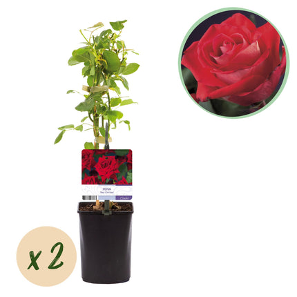 Klimroos Rosa Red Climber - 2 planten - Bloem Rood - Weinig onderhoud - Pot 11cm Hoogte 40cm