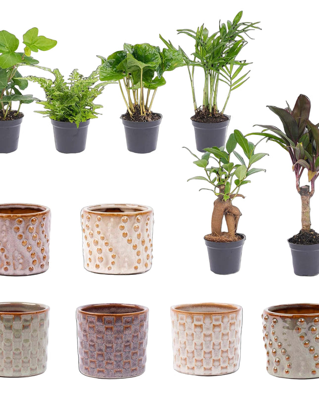 Mini planten set 6 - Inclusief pot set Madrid