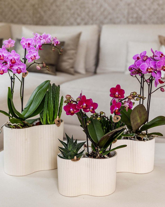 Kolibri Orchids | Paarse phalaenopsis orchidee potmaat Ø9cm | Chamonix | bloeiende kamerplant - vers van de kweker