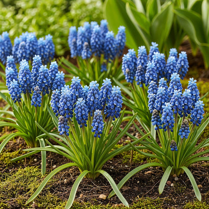 Bloembollen - Muscari Armeniacum - Kleur Blauw - 50 stuks - Bolmaat 8/9 - XXL Pack
