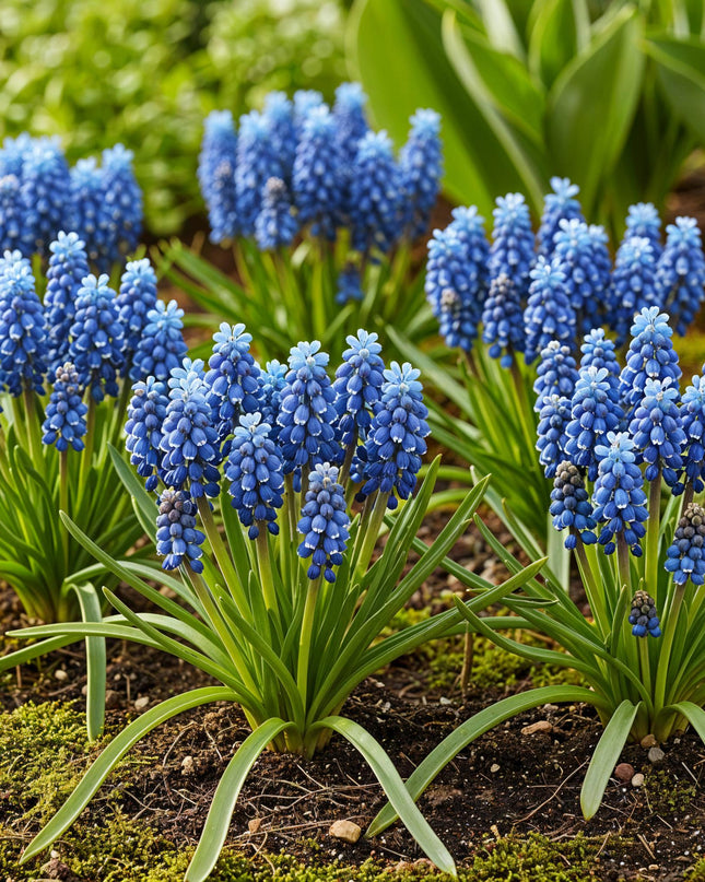 Bloembollen - Muscari Armeniacum - Kleur Blauw - 50 stuks - Bolmaat 8/9 - XXL Pack