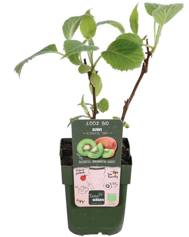 Actinidia delciosioa 'Jenny' - Kiwi - Ø13cm - ↕45cm