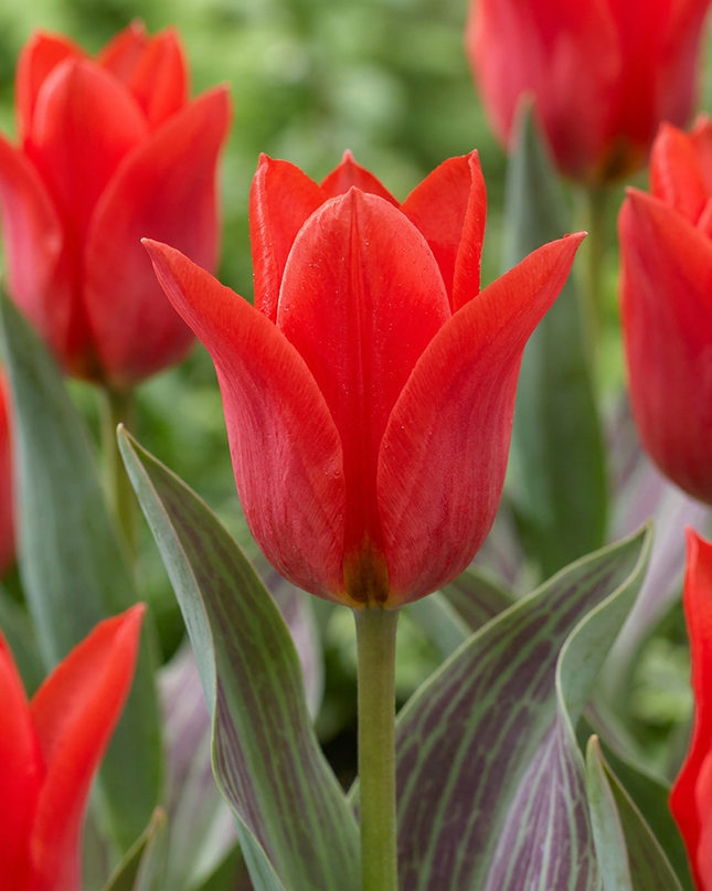 60x Tulipa Greigii Red - Tulipe Greigii - Rouge - Floraison printanière - Calibre du bulbe 11/12