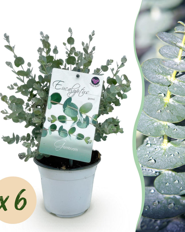Albero di eucalipto - Eucalyptus gunni - 6 pezzi - Vaso 14cm Altezza 30cm