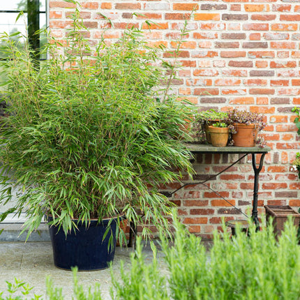 Fargesia scabrida Asian Wonder - Bambou non envahissant - Persistant - Vert - 2 Plantes - Pot 23 cm - Hauteur 80 cm