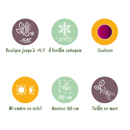 Japanse Esdoorn - Acer palmatum Atropurpureum - Paars - 2 stuks - Pot 19cm Hoogte 70cm