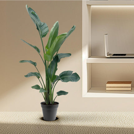 Strelitzia Nicolai XXL - 190 - 225 cm - ø27-ø30 - 🚚 Envío Gratis