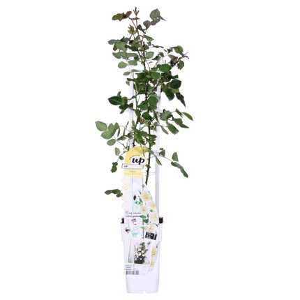 Rosa Crazy in love 'Vanilla' - Creme Roos - Ø15cm - ↕65cm