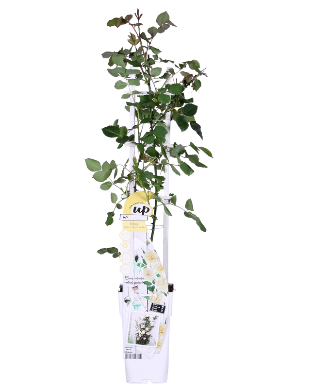 Rosa Crazy in love 'Vanilla' - Creme Roos - Ø15cm - ↕65cm