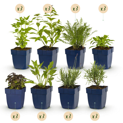Green boutiQ - Randpaket - Duftend - 24 Stauden - 3 m2 - Verschiedene Farben - Wenig Pflege - Topf 11cm