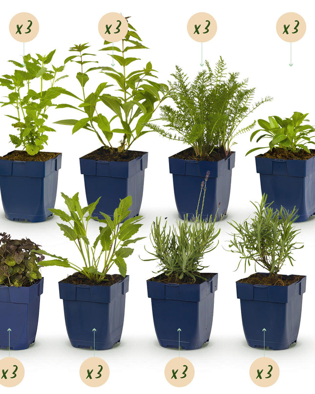 Green boutiQ - Randpaket - Duftend - 24 Stauden - 3 m2 - Verschiedene Farben - Wenig Pflege - Topf 11cm
