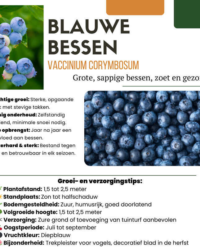 Mix di piante da frutto BIO 4 pezzi - Lampone/Mirtillo/Kiwi/Mora