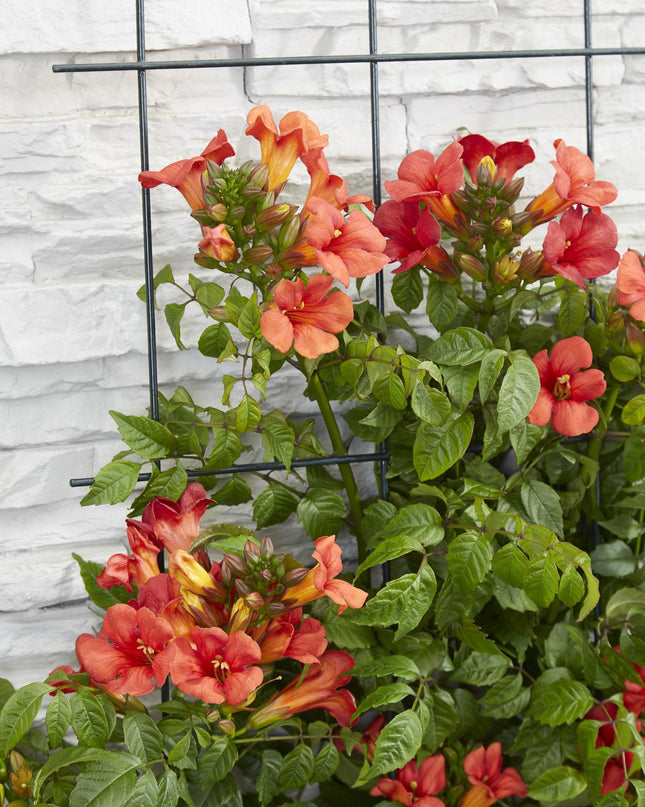 Campsis Summer Jazz Fire Trumpet - Ø19cm - ↕70cm - Ø15 - ↨65cm