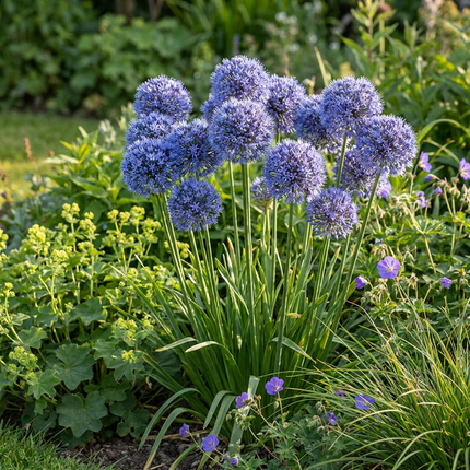 160x Allium Caeruleum – Blauer Zierlauch – Blau – Sommerblüher – Zwiebelgröße 4/5