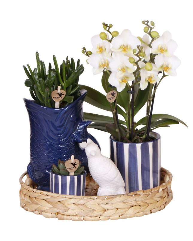 Kolibri Company | Plantenset Mediterranean Sunset | Witte Phalaenopsis Orchidee Lausanne en Succulenten incl. keramieken sierpotten