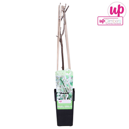 Witte Regen - Wisteria floribunda Alba - Ø15cm - ↕65cm