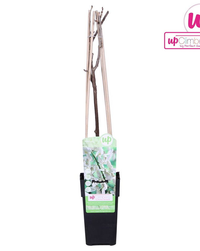 Witte Regen - Wisteria floribunda Alba - Ø15cm - ↕65cm