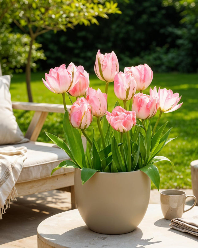 Bloembollen - Tulp Double Pink - Kleur Roze - 12 stuks - Bolmaat 11/12 - XXL Pack