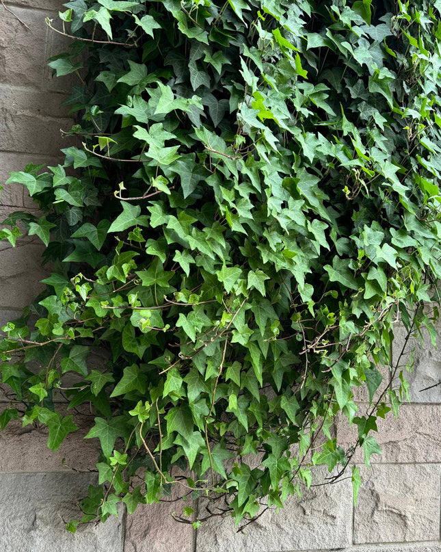 Klimplanten Rainbow - 4 planten - Clematis montana Rubens  Hedera helix lonicera Goldflame Campsis madame Galen   - Jaarrond kleur - Pot 11cm Hoogte 40cm