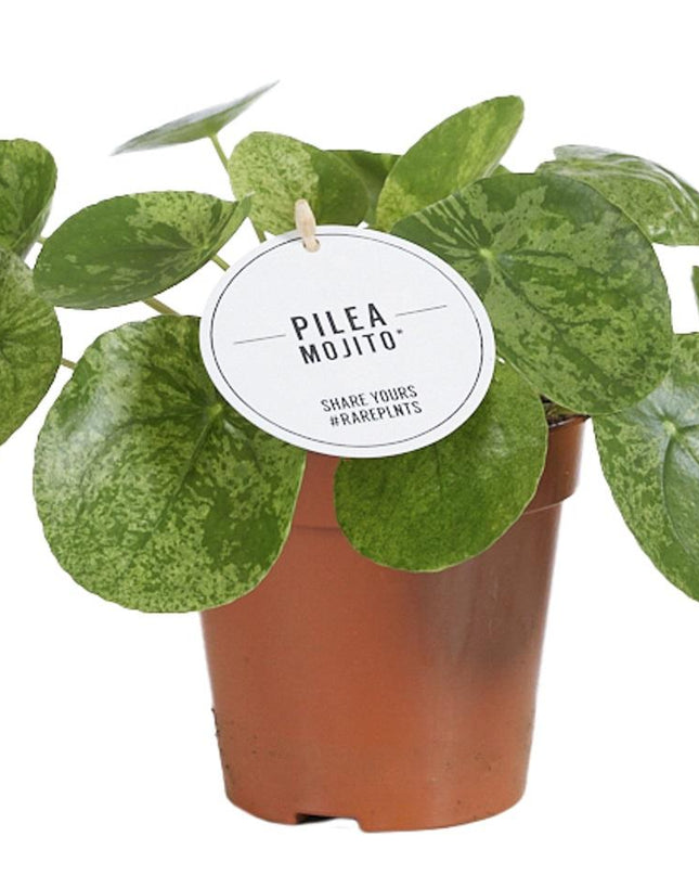 Pilea Mojito - Ø13cm - ↕20cm