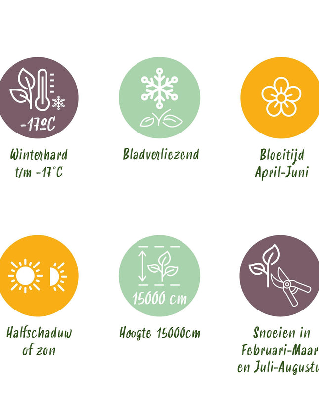 Blauwe regen - 3 planten - Wisteria floribunda Tricolour - Bloemen Blauw Roze Wit  - Pot 11cm Hoogte 40cm