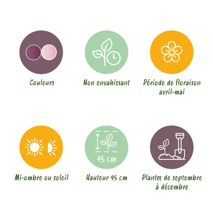 Bloembollen - Tulp Macron mix - Diversen Kleuren - 12 stuks - Bolmaat 11/12 - XXL Pack