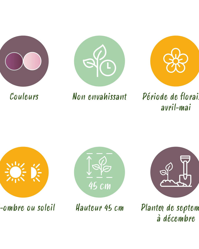 Bloembollen - Tulp Macron mix - Diversen Kleuren - 12 stuks - Bolmaat 11/12 - XXL Pack