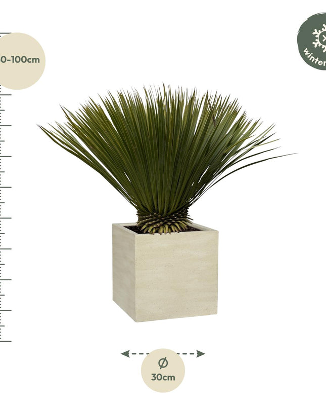 Yucca Rostrata - 70cm- Ø30