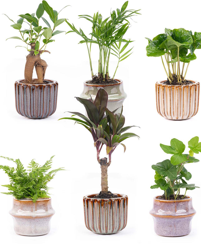 Mini planten set 6 - Inclusief pot set Barcelona