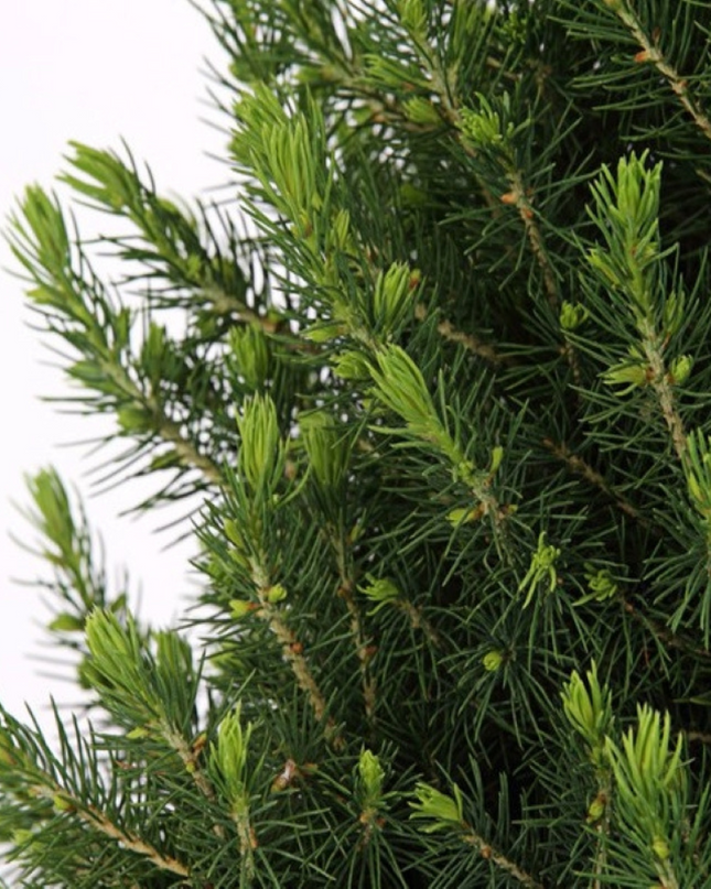 Kleine Kerstboom in Kerstmis sierpot + lichtjes incl. batterijen- 70 cm - Picea Glauca Conica