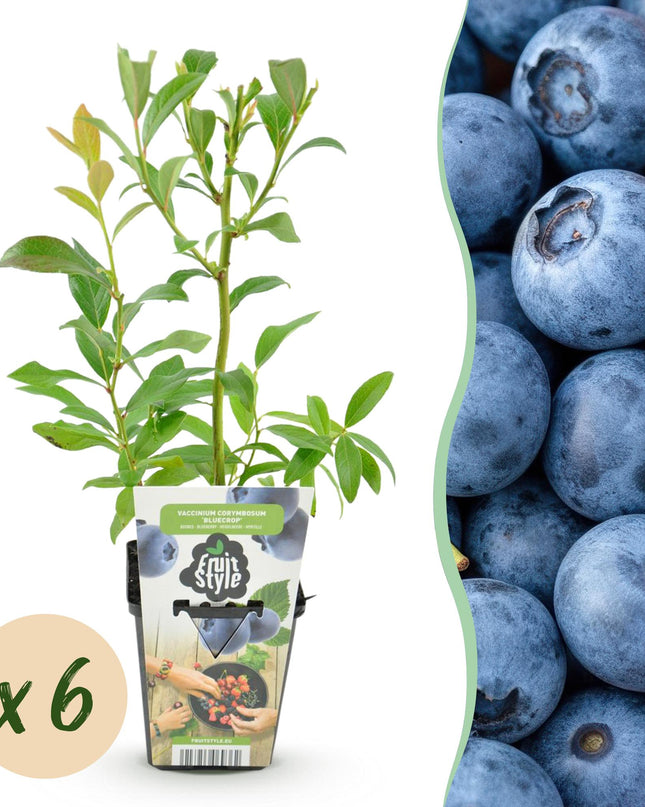 Piante di Mirtillo - 6 Piante - Vaccinium corymbossum Bluegold - Resistente all'Inverno - Vaso 9 cm - Mirtillo