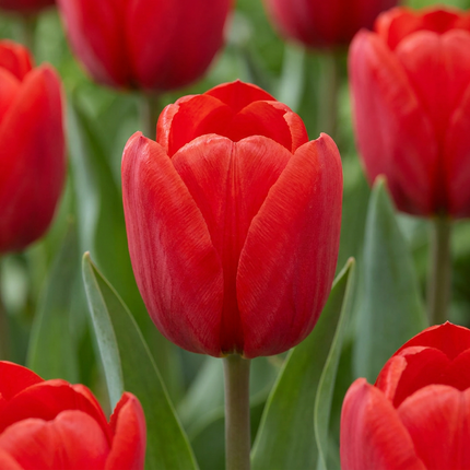 120x Tulipa Triumph Red - Triumph-Tulpe - Rot - Frühjahrsblüher - Zwiebelgröße 11/12