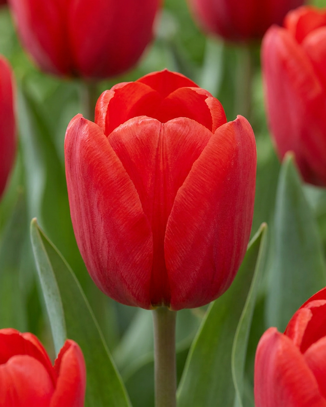 120x Tulipa Triumph Red - Triumph-Tulpe - Rot - Frühjahrsblüher - Zwiebelgröße 11/12