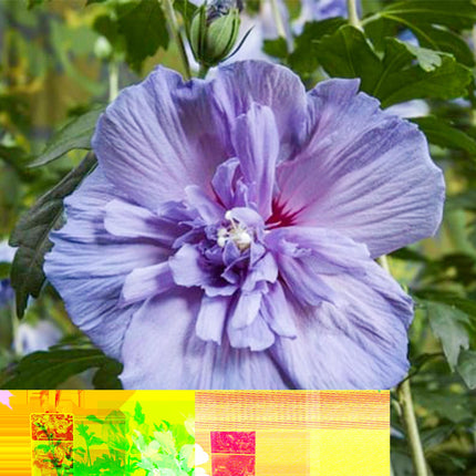 Hibiscus syriacus Blue Chiffon® - Plant op stam - Bladverliezend - Weinig Onderhoud - Pot 19cm Hoogte 90cm