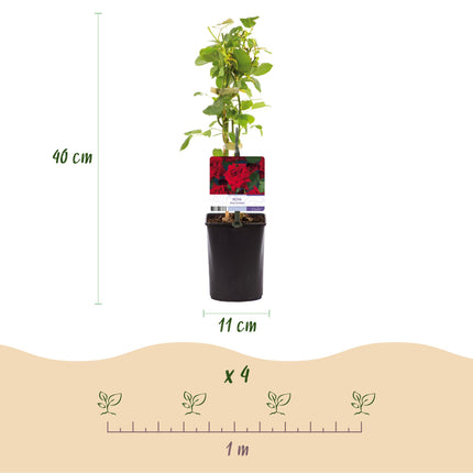 Klimroos Rosa Red Climber - 2 planten - Bloem Rood - Weinig onderhoud - Pot 11cm Hoogte 40cm