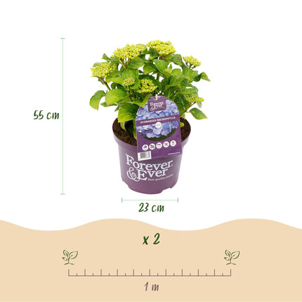 Hortensia Blauw  - Hydrangea Forever & Ever - 2 Planten - Pot 23cm Hoogte 55cm