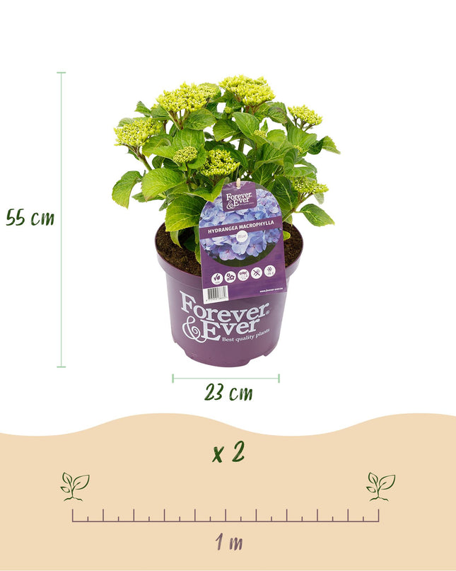 Hortensia Blauw  - Hydrangea Forever & Ever - 2 Planten - Pot 23cm Hoogte 55cm