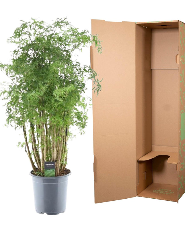 Polyscias Hawaiiana Ming - 100 cm - Ø24 cm