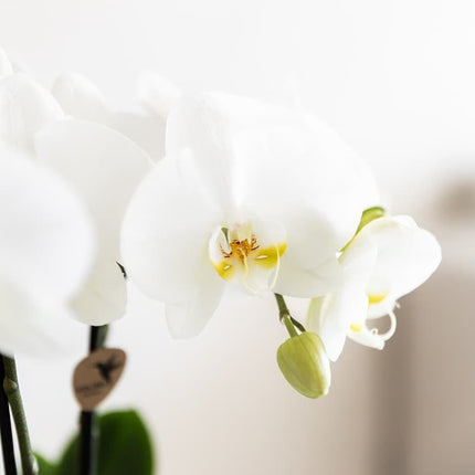 Set de regalo de orquídea Amabilis blanca - incluye caja de regalo, orquídea y maceta decorativa - Ø9cm