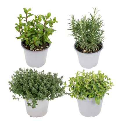 Garden Herb Mix - 4 pieces - Ø14cm - ↕18cm