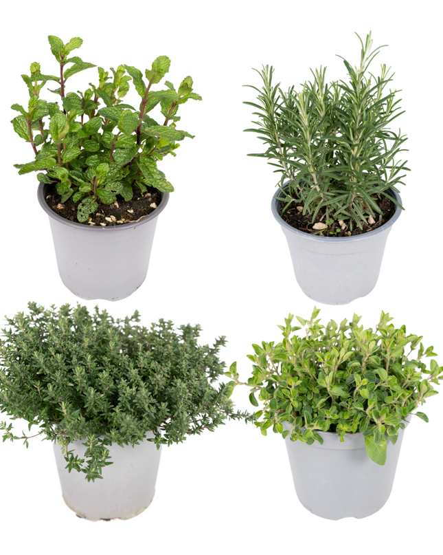 Garden Herb Mix - 4 pieces - Ø14cm - ↕18cm