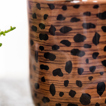 Set de regalo de orquídeas Leopardo | Bolzano orquídea naranja Ø9cm + planta verde Ø6cm – incluye macetas decorativas de leopardo y bandeja negra – fresco del cultivador