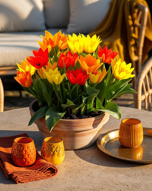 Bloembollen - Tulp Praestans mix - Diversen Kleuren - 25 stuks - Bolmaat 8/9 - XXL Pack