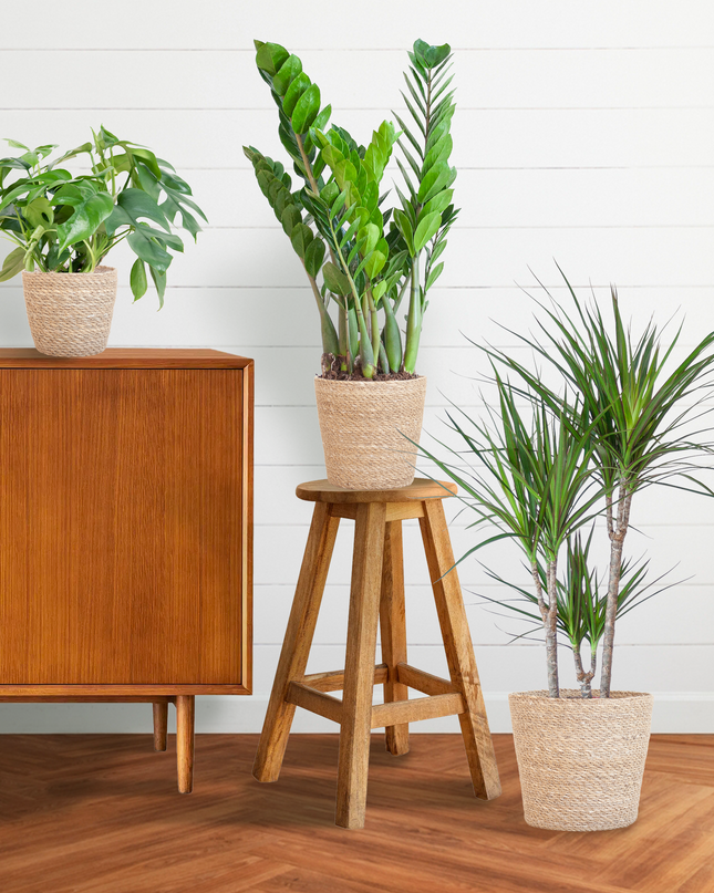 Plantenbox Schaduw - 3 planten - incl. mand zeegras