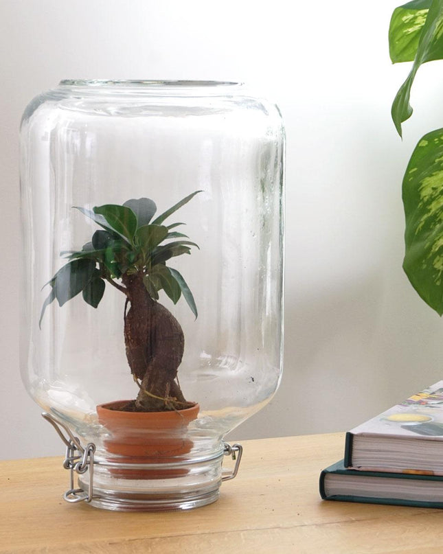 Easyplant - Ficus Ginseng bonsai - Mini-ecosysteem