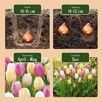 96x mezcla de Tulipa Sorbet - tulipán Sorbet mix - varios - floración primaveral - calibre del bulbo 11/12