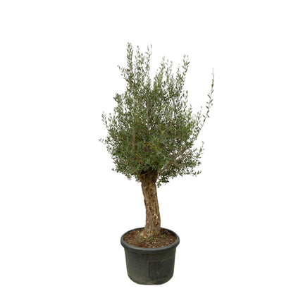 Bonsaï Olea Europaea - 250cm- Ø65 - 🚚 Livraison gratuite