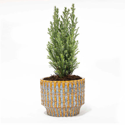 Kerstboom 'Ellwoodii' + Pot Echo - 25 /30  cm hoog