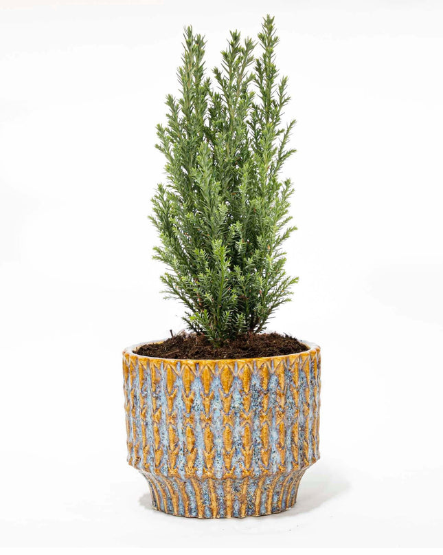 Kerstboom 'Ellwoodii' + Pot Echo - 25 /30  cm hoog